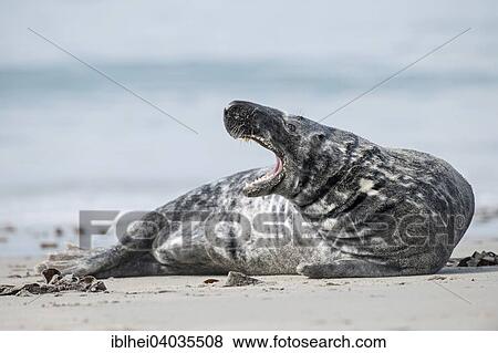 "Grey Seal (Halichoerus grypus), Heligoland, Schleswig-Holstein, Germany, Europe" View Large Photo Image Stock Photo - "Grey Seal (Halichoerus grypus), Heligoland, Schleswig-Holstein, Germany, Europe". Fotosearch