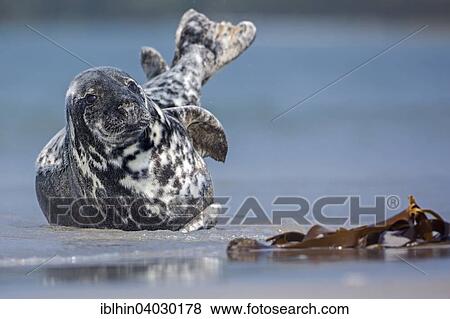 "Grey seal (Halichoerus grypus), Heligoland, Schleswig-Holstein, Germany, Europe" View Large Photo Image Stock Photo - "Grey seal (Halichoerus grypus), Heligoland, Schleswig-Holstein, Germany, Europe". Fotosearch