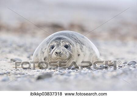 "Grey Seal (Halichoerus grypus), female, Heligoland, Schleswig-Holstein, Germany, Europe" View Large Photo Image Stock Photo - "Grey Seal (Halichoerus grypus), female, Heligoland, Schleswig-Holstein, Germany, Europe". Fotosearch