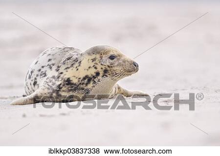 "Grey Seal (Halichoerus grypus), female, Heligoland, Schleswig-Holstein, Germany, Europe" View Large Photo Image Stock Photo - "Grey Seal (Halichoerus grypus), female, Heligoland, Schleswig-Holstein, Germany, Europe". Fotosearch