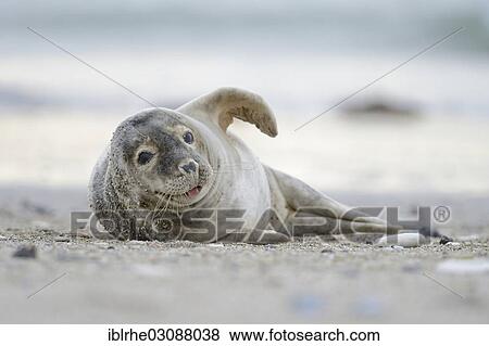 "Grey Seal (Halichoerus grypus) sprawling on the beach and sticking out tongue, Helgoland, Helgoland, Schleswig-Holstein, Germany, Europe" View Large Photo Image Stock Photo - "Grey Seal (Halichoerus grypus) sprawling on the beach and sticking out tongue, Helgoland, Helgoland, Schleswig-Holstein, Germany, Europe". Fotosearch