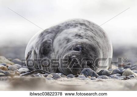 "Grey Seal (Halichoerus grypus), Heligoland Dune, Heligoland, Schleswig-Holstein, Germany, Europe" View Large Photo Image Stock Photo - "Grey Seal (Halichoerus grypus), Heligoland Dune, Heligoland, Schleswig-Holstein, Germany, Europe". Fotosearch