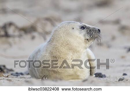 "Grey Seal (Halichoerus grypus), newborn pup, Heligoland-Dune, Heligoland, Schleswig-Holstein, Germany, Europe" View Large Photo Image Stock Photo - "Grey Seal (Halichoerus grypus), newborn pup, Heligoland-Dune, Heligoland, Schleswig-Holstein, Germany, Europe". Fotosearch