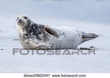 "Grey Seal (Halichoerus grypus), Heligoland-Dune, Heligoland, Schleswig-Holstein, Germany, Europe" View Large Photo Image Stock Photo - "Grey Seal (Halichoerus grypus), Heligoland-Dune, Heligoland, Schleswig-Holstein, Germany, Europe". Fotosearch