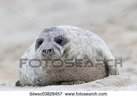 "Grey Seal (Halichoerus grypus), Heligoland Dune, Schleswig-Holstein, Germany, Europe" View Large Photo Image Stock Photo - "Grey Seal (Halichoerus grypus), Heligoland Dune, Schleswig-Holstein, Germany, Europe". Fotosearch