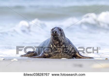 "Grey Seal (Halichoerus grypus), Heligoland Dune, Schleswig-Holstein, Germany, Europe" View Large Photo Image Stock Photo - "Grey Seal (Halichoerus grypus), Heligoland Dune, Schleswig-Holstein, Germany, Europe". Fotosearch