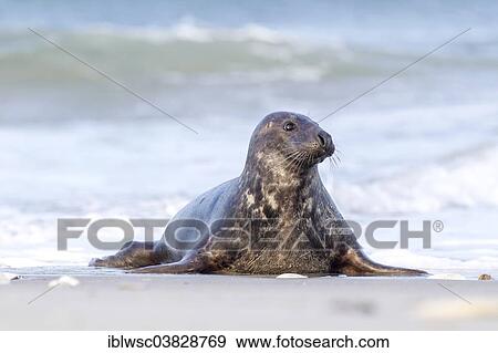 "Grey Seal (Halichoerus grypus), Heligoland Dune, Schleswig-Holstein, Germany, Europe" View Large Photo Image Stock Photo - "Grey Seal (Halichoerus grypus), Heligoland Dune, Schleswig-Holstein, Germany, Europe". Fotosearch