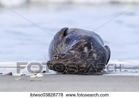 "Grey Seal (Halichoerus grypus), Heligoland Dune, Schleswig-Holstein, Germany, Europe" View Large Photo Image Stock Photo - "Grey Seal (Halichoerus grypus), Heligoland Dune, Schleswig-Holstein, Germany, Europe". Fotosearch