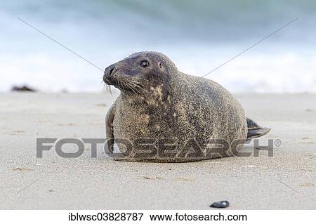 "Grey Seal (Halichoerus grypus), Heligoland Dune, Schleswig-Holstein, Germany, Europe" View Large Photo Image Stock Photo - "Grey Seal (Halichoerus grypus), Heligoland Dune, Schleswig-Holstein, Germany, Europe". Fotosearch