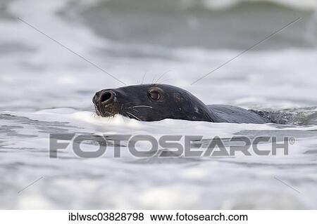 "Grey Seal (Halichoerus grypus), Heligoland Dune, Schleswig-Holstein, Germany, Europe" View Large Photo Image Stock Photo - "Grey Seal (Halichoerus grypus), Heligoland Dune, Schleswig-Holstein, Germany, Europe". Fotosearch