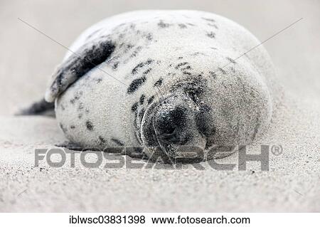 "Grey Seal (Halichoerus grypus), Heligoland Dune, Schleswig-Holstein, Germany, Europe" View Large Photo Image Stock Photo - "Grey Seal (Halichoerus grypus), Heligoland Dune, Schleswig-Holstein, Germany, Europe". Fotosearch