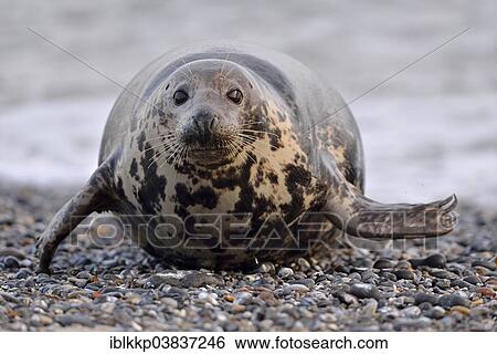 "Grey Seal (Halichoerus grypus), female, Heligoland, Schleswig-Holstein, Germany, Europe" View Large Photo Image Stock Photograph - "Grey Seal (Halichoerus grypus), female, Heligoland, Schleswig-Holstein, Germany, Europe". Fotosearch