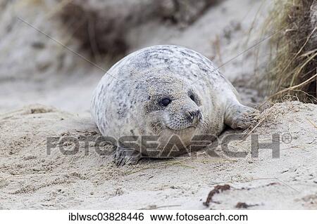 "Grey Seal (Halichoerus grypus), Heligoland Dune, Schleswig-Holstein, Germany, Europe" View Large Photo Image Stock Photograph - "Grey Seal (Halichoerus grypus), Heligoland Dune, Schleswig-Holstein, Germany, Europe". Fotosearch
