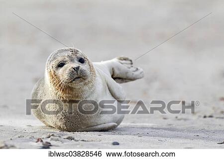 "Grey Seal (Halichoerus grypus), Heligoland Dune, Schleswig-Holstein, Germany, Europe" View Large Photo Image Stock Photograph - "Grey Seal (Halichoerus grypus), Heligoland Dune, Schleswig-Holstein, Germany, Europe". Fotosearch