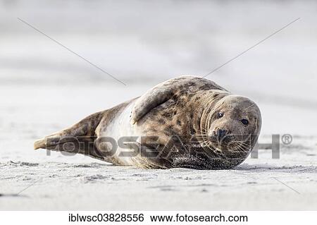 Stock Photograph - "Grey Seal (Halichoerus grypus), Heligoland Dune, Schleswig-Holstein, Germany, Europe". Fotosearch