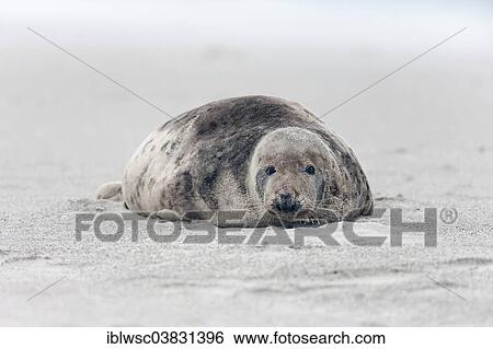"Grey Seal (Halichoerus grypus), Heligoland Dune, Schleswig-Holstein, Germany, Europe" View Large Photo Image Stock Photograph - "Grey Seal (Halichoerus grypus), Heligoland Dune, Schleswig-Holstein, Germany, Europe". Fotosearch