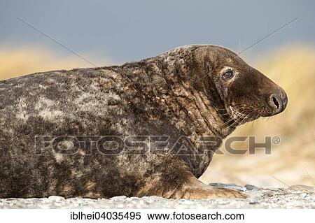 Stock Photography - "Grey Seal (Halichoerus grypus), Heligoland, Schleswig-Holstein, Germany, Europe". Fotosearch