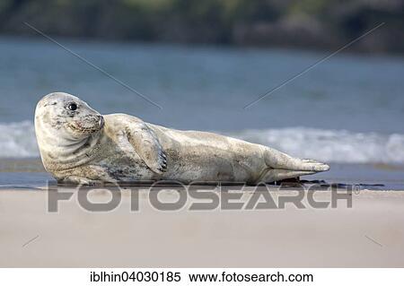 Stock Photography - "Grey seal (Halichoerus grypus), Heligoland, Schleswig-Holstein, Germany, Europe". Fotosearch