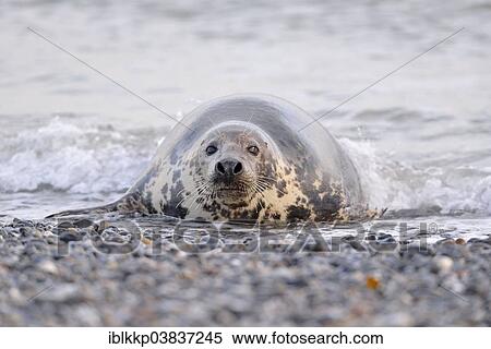 "Grey Seal (Halichoerus grypus), female, Heligoland, Schleswig-Holstein, Germany, Europe" View Large Photo Image Stock Photography - "Grey Seal (Halichoerus grypus), female, Heligoland, Schleswig-Holstein, Germany, Europe". Fotosearch