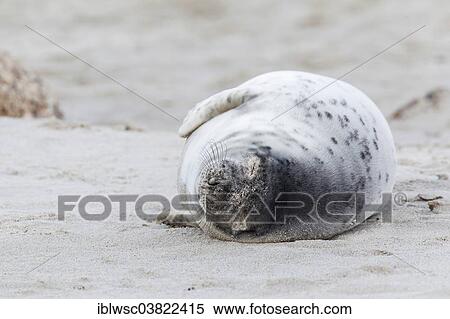 "Grey Seal (Halichoerus grypus), Heligoland-Dune, Heligoland, Schleswig-Holstein, Germany, Europe" View Large Photo Image Stock Photography - "Grey Seal (Halichoerus grypus), Heligoland-Dune, Heligoland, Schleswig-Holstein, Germany, Europe". Fotosearch