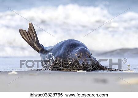 "Grey Seal (Halichoerus grypus), Heligoland Dune, Schleswig-Holstein, Germany, Europe" View Large Photo Image Stock Photography - "Grey Seal (Halichoerus grypus), Heligoland Dune, Schleswig-Holstein, Germany, Europe". Fotosearch