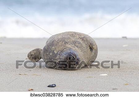 "Grey Seal (Halichoerus grypus), Heligoland Dune, Schleswig-Holstein, Germany, Europe" View Large Photo Image Stock Photography - "Grey Seal (Halichoerus grypus), Heligoland Dune, Schleswig-Holstein, Germany, Europe". Fotosearch