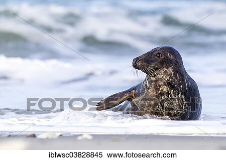 "Grey Seal (Halichoerus grypus), Heligoland Dune, Schleswig-Holstein, Germany, Europe" View Large Photo Image Stock Photography - "Grey Seal (Halichoerus grypus), Heligoland Dune, Schleswig-Holstein, Germany, Europe". Fotosearch