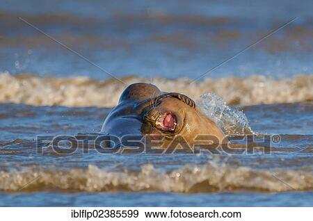 "Grey Seal (Halichoerus grypus), two adults, playing in surf, Donna Nook, Lincolnshire, England, United Kingdom, Europe" View Large Photo Image Stock Photo - "Grey Seal (Halichoerus grypus), two adults, playing in surf, Donna Nook, Lincolnshire, England, United Kingdom, Europe". Fotosearch