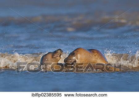 Stock Photography - "Grey Seal (Halichoerus grypus), two adults, playing in surf, Donna Nook, Lincolnshire, England, United Kingdom, Europe". Fotosearch