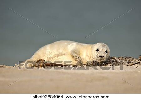 Picture - "Grey Seal (Halichoerus grypus), white pup, Heligoland, Schleswig-Holstein, Germany, Europe". Fotosearch