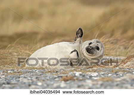 "Grey Seal (Halichoerus grypus), young, Heligoland, Schleswig-Holstein, Germany, Europe" View Large Photo Image Picture - "Grey Seal (Halichoerus grypus), young, Heligoland, Schleswig-Holstein, Germany, Europe". Fotosearch