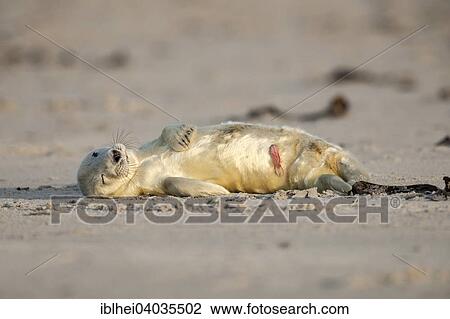 "Grey Seal (Halichoerus grypus), young, newly-born with umbilical cord still attached, Heligoland, Schleswig-Holstein, Germany, Europe" View Large Photo Image Stock Image - "Grey Seal (Halichoerus grypus), young, newly-born with umbilical cord still attached, Heligoland, Schleswig-Holstein, Germany, Europe". Fotosearch