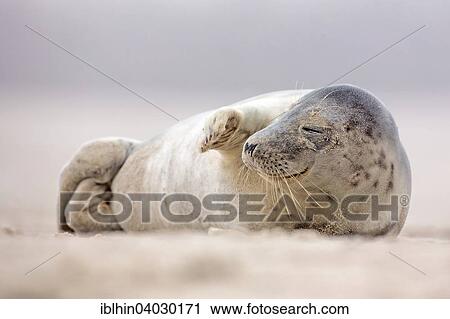 "Grey seal (Halichoerus grypus), young, Heligoland, Schleswig-Holstein, Germany, Europe" View Large Photo Image Stock Image - "Grey seal (Halichoerus grypus), young, Heligoland, Schleswig-Holstein, Germany, Europe". Fotosearch