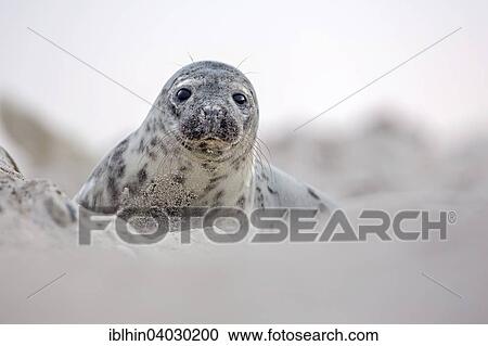 "Grey seal (Halichoerus grypus), young, Dune, Heligoland, Schleswig-Holstein, Germany, Europe" View Large Photo Image Stock Image - "Grey seal (Halichoerus grypus), young, Dune, Heligoland, Schleswig-Holstein, Germany, Europe". Fotosearch