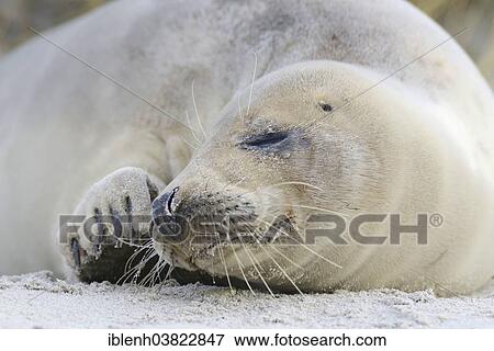 "Grey Seal (Halichoerus grypus), young female, Heligoland Dune, Schleswig-Holstein, Germany, Europe" View Large Photo Image Stock Photo - "Grey Seal (Halichoerus grypus), young female, Heligoland Dune, Schleswig-Holstein, Germany, Europe". Fotosearch
