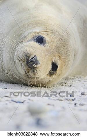 "Grey Seal (Halichoerus grypus), young female, Heligoland Dune, Schleswig-Holstein, Germany, Europe" View Large Photo Image Stock Photo - "Grey Seal (Halichoerus grypus), young female, Heligoland Dune, Schleswig-Holstein, Germany, Europe". Fotosearch