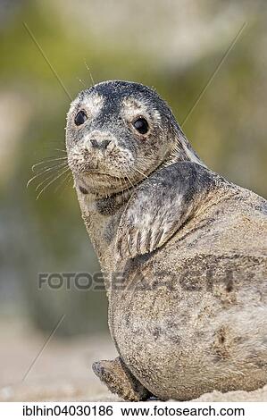 "Grey seal (Halichoerus grypus), young, Heligoland, Schleswig-Holstein, Germany, Europe" View Large Photo Image Stock Photograph - "Grey seal (Halichoerus grypus), young, Heligoland, Schleswig-Holstein, Germany, Europe". Fotosearch