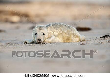 Stock Photography - "Grey Seal (Halichoerus grypus), young, Heligoland, Schleswig-Holstein, Germany, Europe". Fotosearch