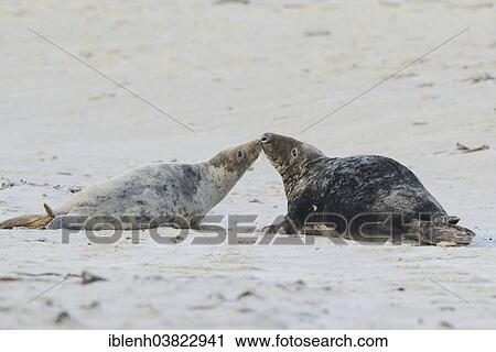 "Grey Seals (Halichoerus grypus), bull and cow, Heligoland Dune, Schleswig-Holstein, Germany, Europe" View Large Photo Image Stock Image - "Grey Seals (Halichoerus grypus), bull and cow, Heligoland Dune, Schleswig-Holstein, Germany, Europe". Fotosearch