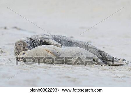 "Grey Seals (Halichoerus grypus), bull and cow, Heligoland Dune, Schleswig-Holstein, Germany, Europe" View Large Photo Image Stock Photo - "Grey Seals (Halichoerus grypus), bull and cow, Heligoland Dune, Schleswig-Holstein, Germany, Europe". Fotosearch