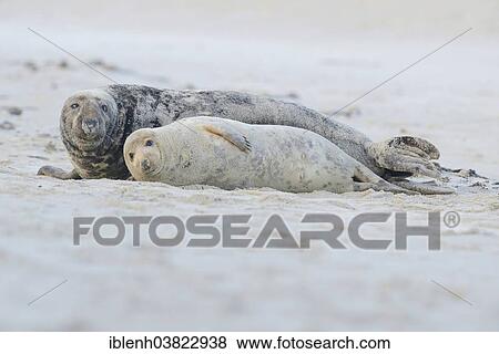 "Grey Seals (Halichoerus grypus), bull and cow, Heligoland Dune, Schleswig-Holstein, Germany, Europe" View Large Photo Image Stock Photo - "Grey Seals (Halichoerus grypus), bull and cow, Heligoland Dune, Schleswig-Holstein, Germany, Europe". Fotosearch