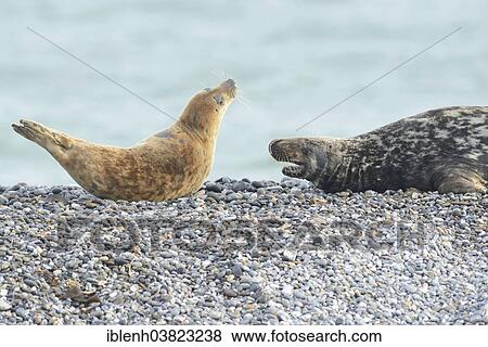 "Grey Seals (Halichoerus grypus), bull and cow, Heligoland Dune, Schleswig-Holstein, Germany, Europe" View Large Photo Image Stock Photo - "Grey Seals (Halichoerus grypus), bull and cow, Heligoland Dune, Schleswig-Holstein, Germany, Europe". Fotosearch