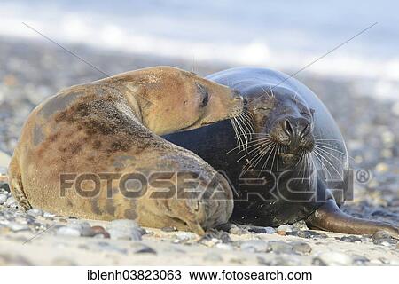 "Grey Seals (Halichoerus grypus), cow and bull, Heligoland Dune, Schleswig-Holstein, Germany, Europe" View Large Photo Image Stock Image - "Grey Seals (Halichoerus grypus), cow and bull, Heligoland Dune, Schleswig-Holstein, Germany, Europe". Fotosearch