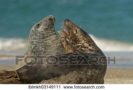 Stock Image - "Grey Seals (Halichoerus grypus), Dune island, Helgoland, Schleswig-Holstein, Germany, Europe". Fotosearch