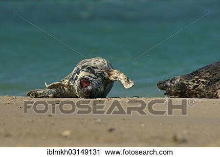 "Grey Seals (Halichoerus grypus), Dune island, Helgoland, Schleswig-Holstein, Germany, Europe" View Large Photo Image Stock Image - "Grey Seals (Halichoerus grypus), Dune island, Helgoland, Schleswig-Holstein, Germany, Europe". Fotosearch