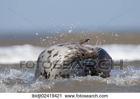 Stock Image - Grey Seals (Halichoerus grypus), male attempting to mate with a female, Norfolk, England, United Kingdom, Europe. Fotosearch