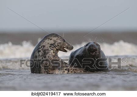 Stock Photo - Grey Seals (Halichoerus grypus), male attempting to mate with female, Norfolk, England, United Kingdom, Europe. Fotosearch