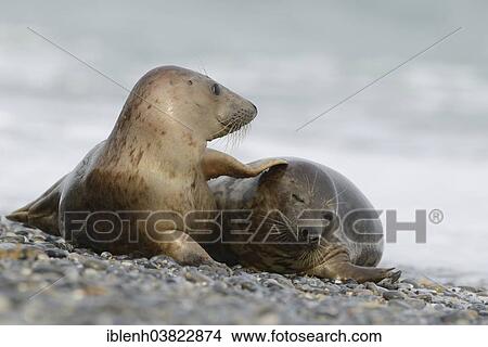"Grey Seals (Halichoerus grypus), half-grown pups, Heligoland Dune, Schleswig-Holstein, Germany, Europe" View Large Photo Image Picture - "Grey Seals (Halichoerus grypus), half-grown pups, Heligoland Dune, Schleswig-Holstein, Germany, Europe". Fotosearch