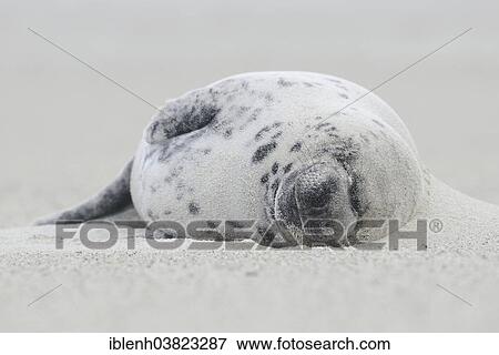 "Grey Seals (Halichoerus grypus), pup, Heligoland Dune, Schleswig-Holstein, Germany, Europe" View Large Photo Image Stock Photo - "Grey Seals (Halichoerus grypus), pup, Heligoland Dune, Schleswig-Holstein, Germany, Europe". Fotosearch