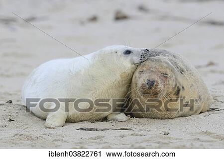 "Grey Seals (Halichoerus grypus), mother and pup, Heligoland Dune, Schleswig-Holstein, Germany, Europe" View Large Photo Image Stock Image - "Grey Seals (Halichoerus grypus), mother and pup, Heligoland Dune, Schleswig-Holstein, Germany, Europe". Fotosearch